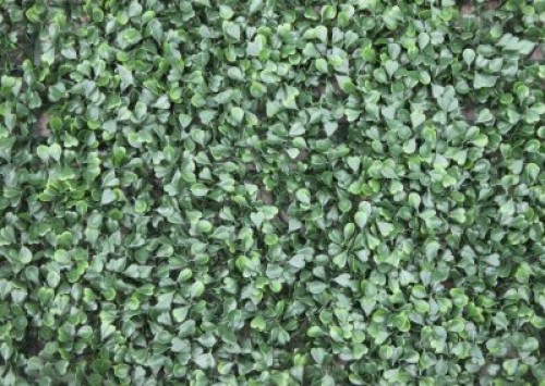 MERCER WONDERWALL BUXUS WALL COVERING 1MX1M