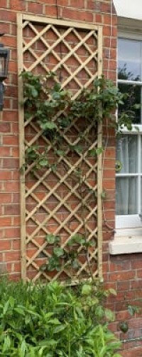 FOREST HIDCOTE LATTICE 1800X600MM           RFL06PK40